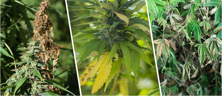 Top 10 mistakes of the beginning cannabis grower Top 10 mistakes of the beginning cannabis grower