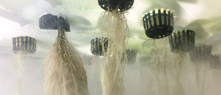 How to grow cannabis with aeroponics How to grow cannabis with aeroponics