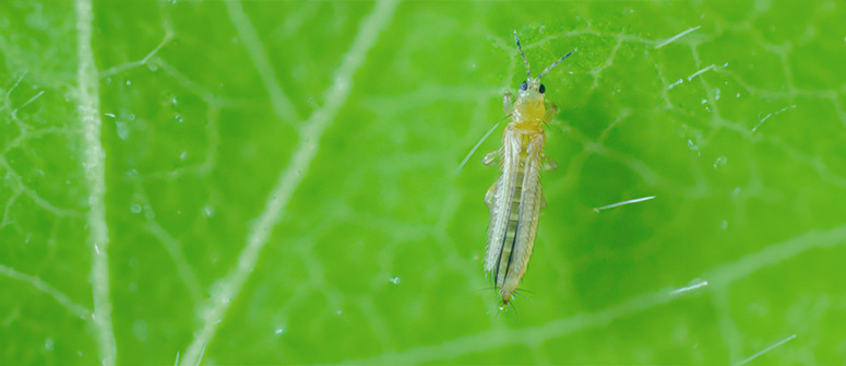 How to identify and deal with thrips on cannabis plants How to identify and deal with thrips on cannabis plants