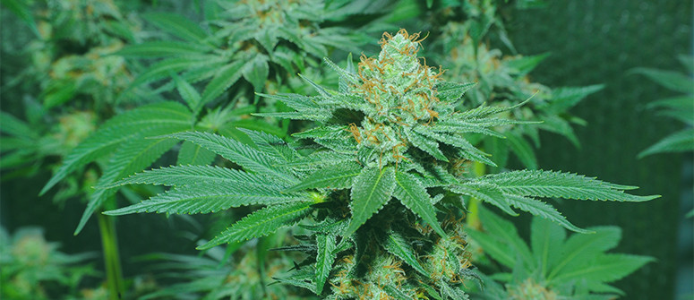 Cannabis legends: The origins of Skunk Cannabis legends: The origins of Skunk