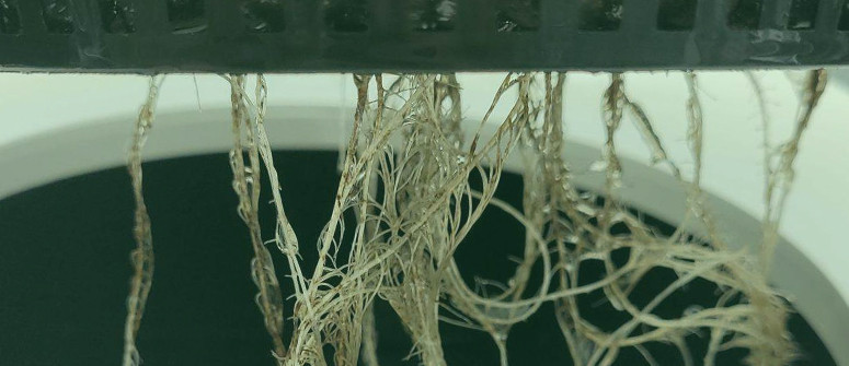 How to deal with root rot in cannabis plants How to deal with root rot in cannabis plants