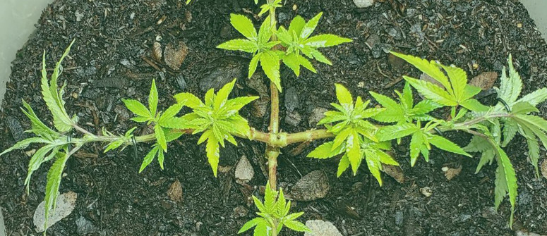 How to main-line cannabis for bigger yields How to main-line cannabis for bigger yields