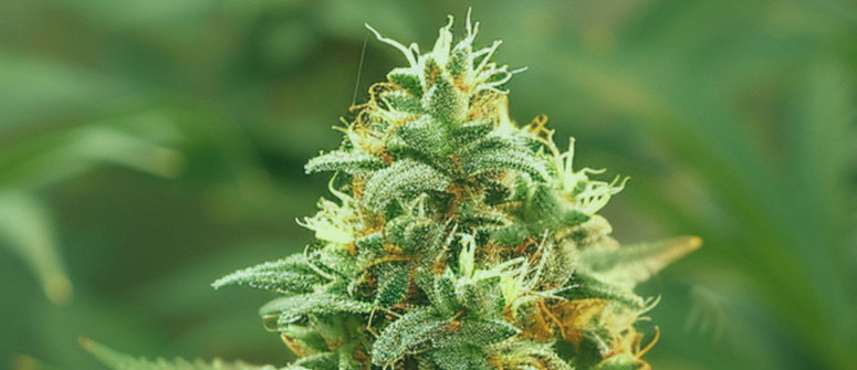 The origins of the Diesel strain The origins of the Diesel strain