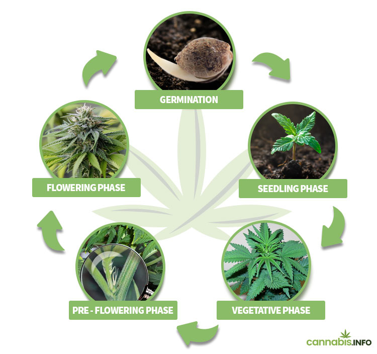 The 5 phases of the life cycle of cannabis plants The 5 phases of the life cycle of cannabis plants