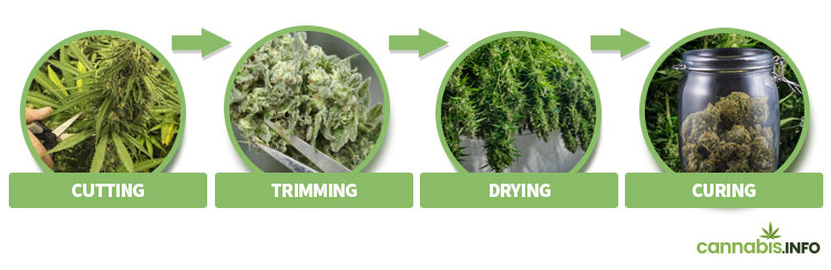 Cutting down, trimming, drying and curing Cutting down, trimming, drying and curing