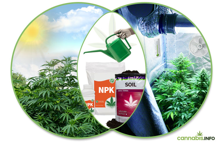 Light - Water - Nutrients - Fresh Air Light - Water - Nutrients - Fresh Air